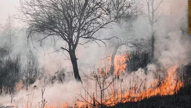 अमेरिकाको जंगलमा भिषण आगलागी, मृत्यु हुनेको संख्या ५३ नाघ्याे