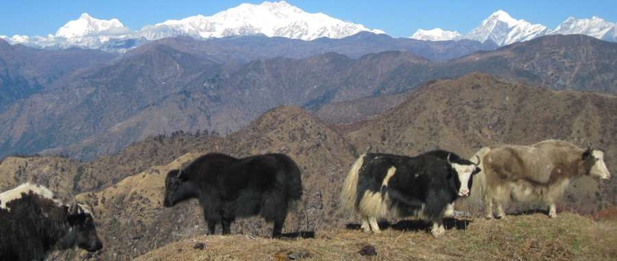 याक र चौँरीमा पनि देखियो लम्पीस्किन रोग