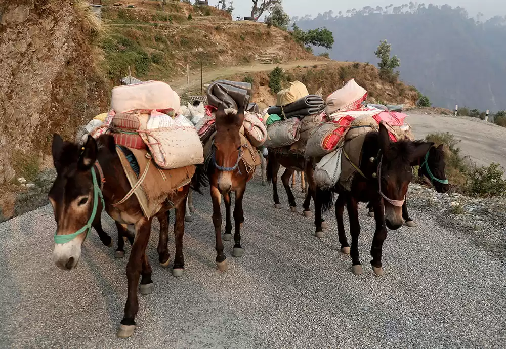 कर्णालीमा दश हजार क्वीन्टल भन्दा बढी सहुलियतको खाद्यान्न बिक्री