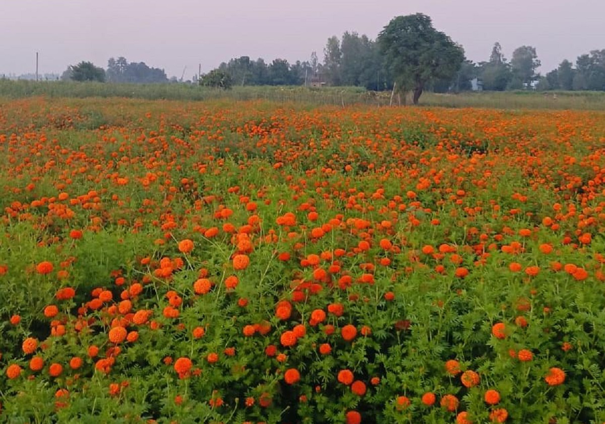 तिहारमा ५० करोड बराबरको फूल बिक्री