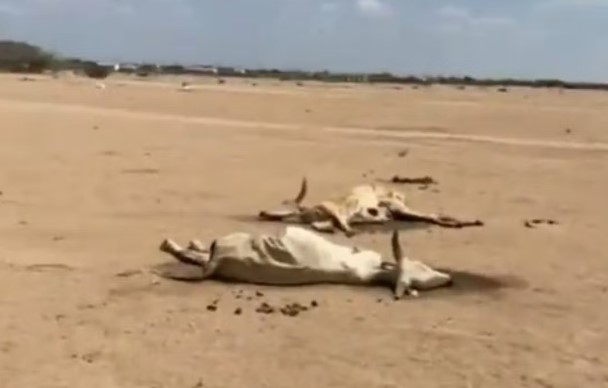 खडेरीका कारण केन्यामा छब्बीस लाख पशुचौपायाको मृत्यु