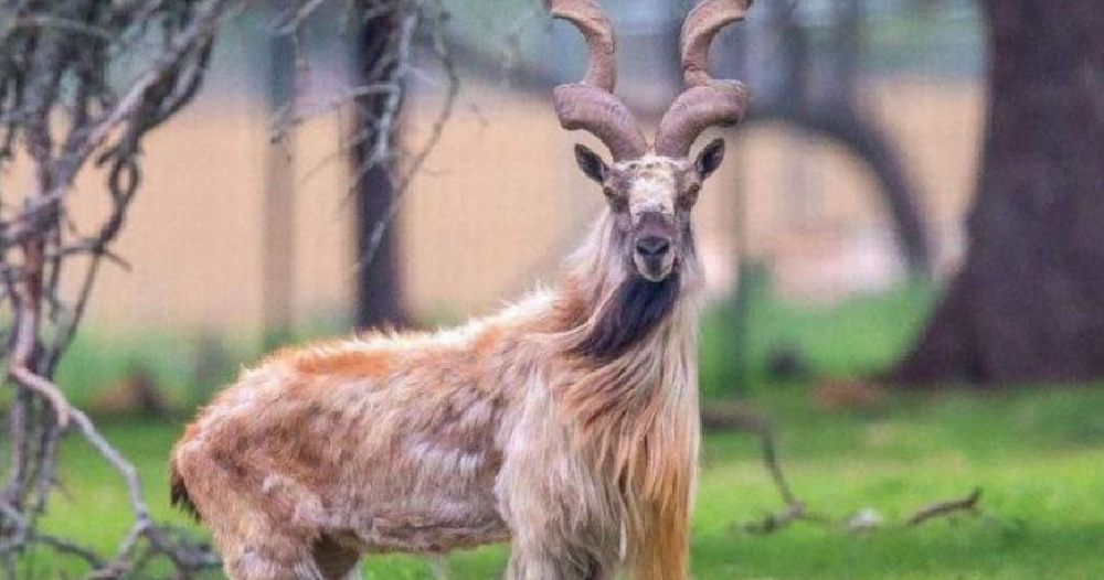 संयुक्त राष्ट्रसङ्घको महासभाले गर्याे मे २४ लाई ‘अन्तर्राष्ट्रिय मारखोर दिवस’ का रुपमा घोषणा