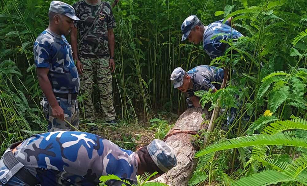 संयुक्त टोलीद्वारा रौतहटमा लाखौंको काठ बरामद